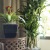 a couple of potted plants on a table by a window