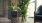 a couple of potted plants on a table by a window