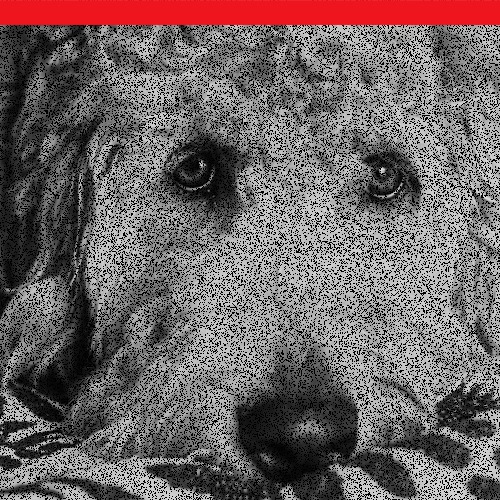 a dog on a blanket